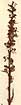 Pedicularis incarnata L., närbild, framsida x4