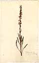 Pedicularis incarnata L., framsida