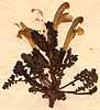 Pedicularis sylvatica L., närbild, framsida