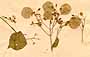 Peltaria alliaceae L., närbild, framsida x5