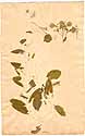 Peltaria alliaceae L., framsida
