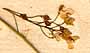 Peltaria alliaceae L., blomställning x8