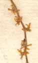 Petiveria alliacea L., inflorescens x8