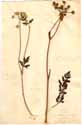 Peucedanum cervaria L., the specimen to the right