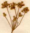 Peucedanum silaus L., blomställning x7