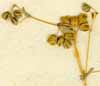 Pharnaceum cerviana L., x6