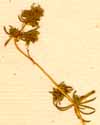 Pharnaceum mollugo L., close-up x8