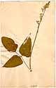 Phaseolus vulgaris L., framsida