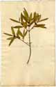 Phillyrea angustifolia L., front