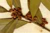 Phillyrea angustifolia L., blomställning x4