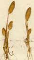 Phleum arenarium L., närbild x3
