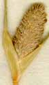 Phleum schoenoides L., ax x8