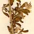 Phlomis capensis L., inflorescens x8
