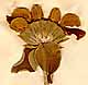 Phlomis fruticosa L., flower