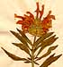 Phlomis leonurus L., blomställning x38