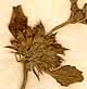 Phlomis nepetefolia L., blomställning x8