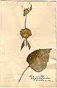 Phlomis nepetefolia L., framsida