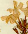 Phlox glaberrima L., blomställning x6