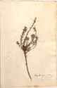 Phylica callosa L., front