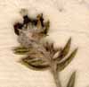 Phylica callosa L., blomställning x8
