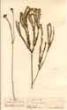 Phylica radiata L., framsida