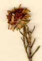 Phylica radiata L., blomställning x8