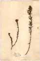 Phylica stipularis L., framsida