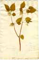 Physalis angulata L., front