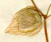 Physalis angulata L., frukt x5