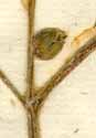 Physalis peruviana L., bud x8