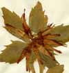 Phyteuma comosum L., inflorescens x4