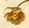Phyteuma orbicularis L., flower x8