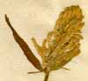 Phyteuma spicatum L., blomställning x4