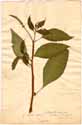 Phytolacca icosandra L., front