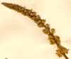 Phytolacca icosandra L., inflorescens x5