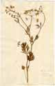 Pimpinella anisum L., front