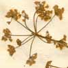 Pimpinella anisum L., blomställning x6
