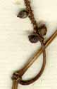 Piper argyrophyllum L., fruits x5