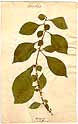 Pisonia aculeata L., framsida