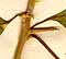 Pisonia aculeata L., blomställning x8