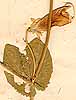 Pisum sativum L., närbild, framsida x6