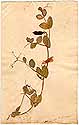Pisum sativum L., framsida