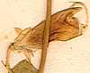 Pisum sativum L., blomma x8
