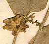 Plukenetia volubilis Linn.f., närbild x8