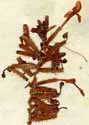 Plumbago zeylanica L., blomställning x6
