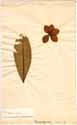 Plumeria rubra L., framsida