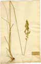 Poa angustifolia L., front
