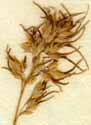 Poa alpina L. ssp. vivipara, spike