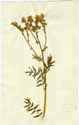 Polemonium caeruleum L., framsida