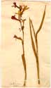 Polianthes tuberosa L., framsida